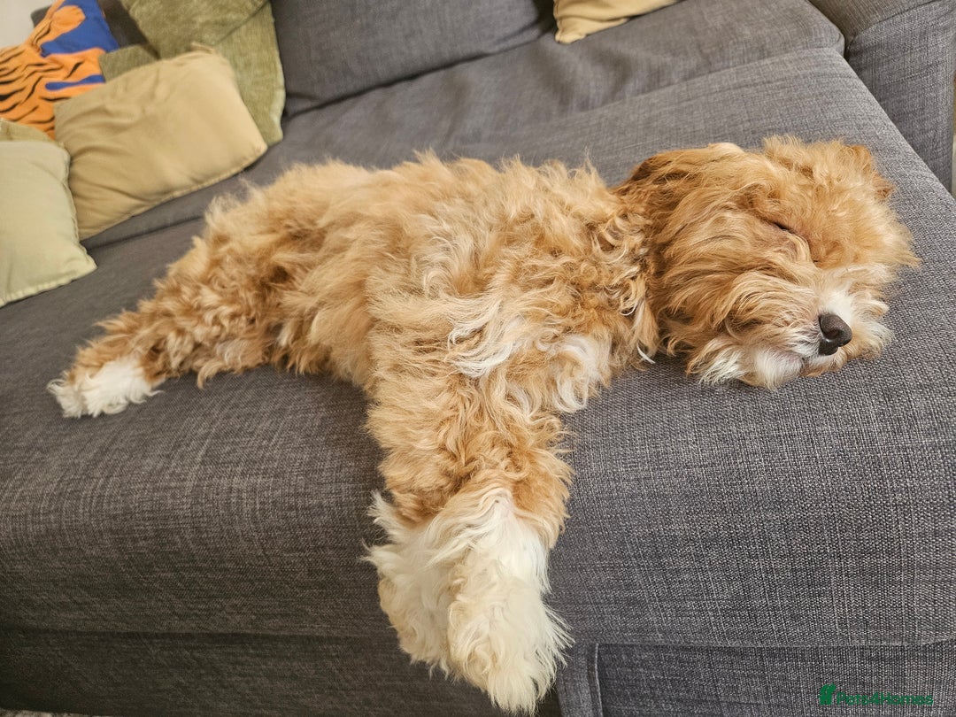 Cavapoo dogs for sale: Sweet little lady looking for a loving home - Image 2