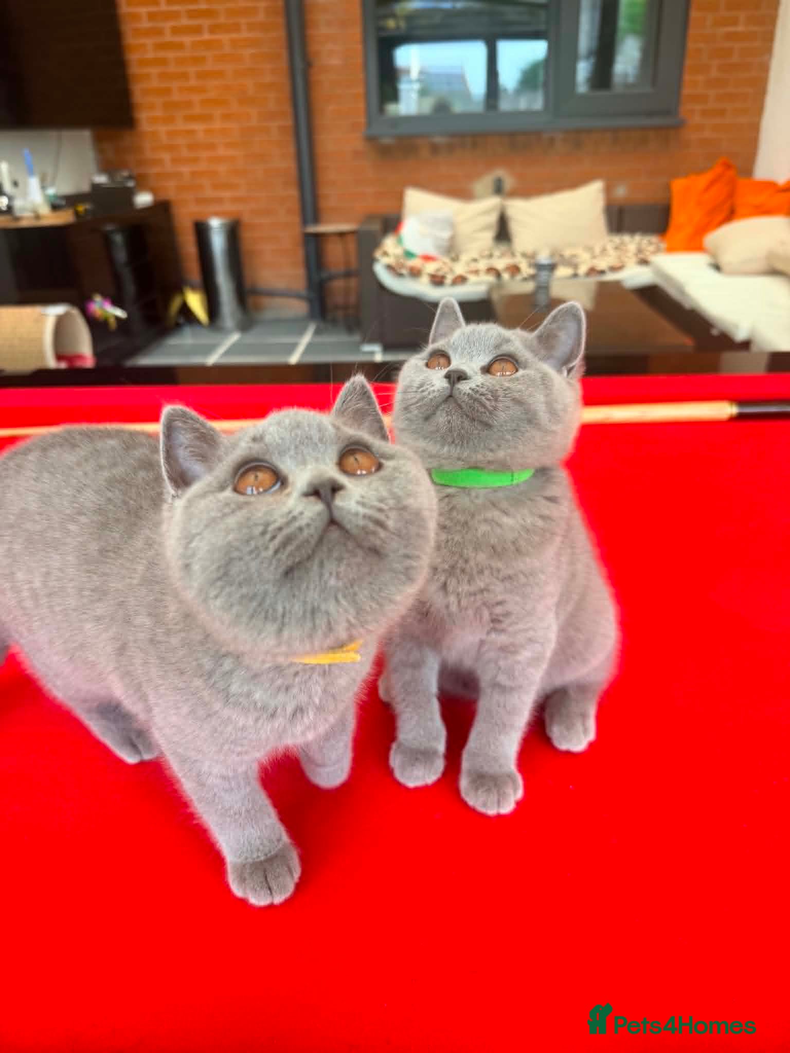British Shorthair cats READY-2 GIRLS SISTERS GCCF BRITISH SHORTHAIR - Advert 2