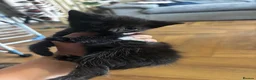 Mixed Breed cats for sale: 1 male kitten  in Clevedon - Advert 2
