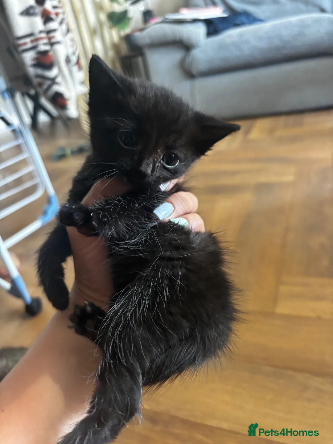 Mixed Breed cats for sale: 1 male kitten  in Clevedon - Advert 2