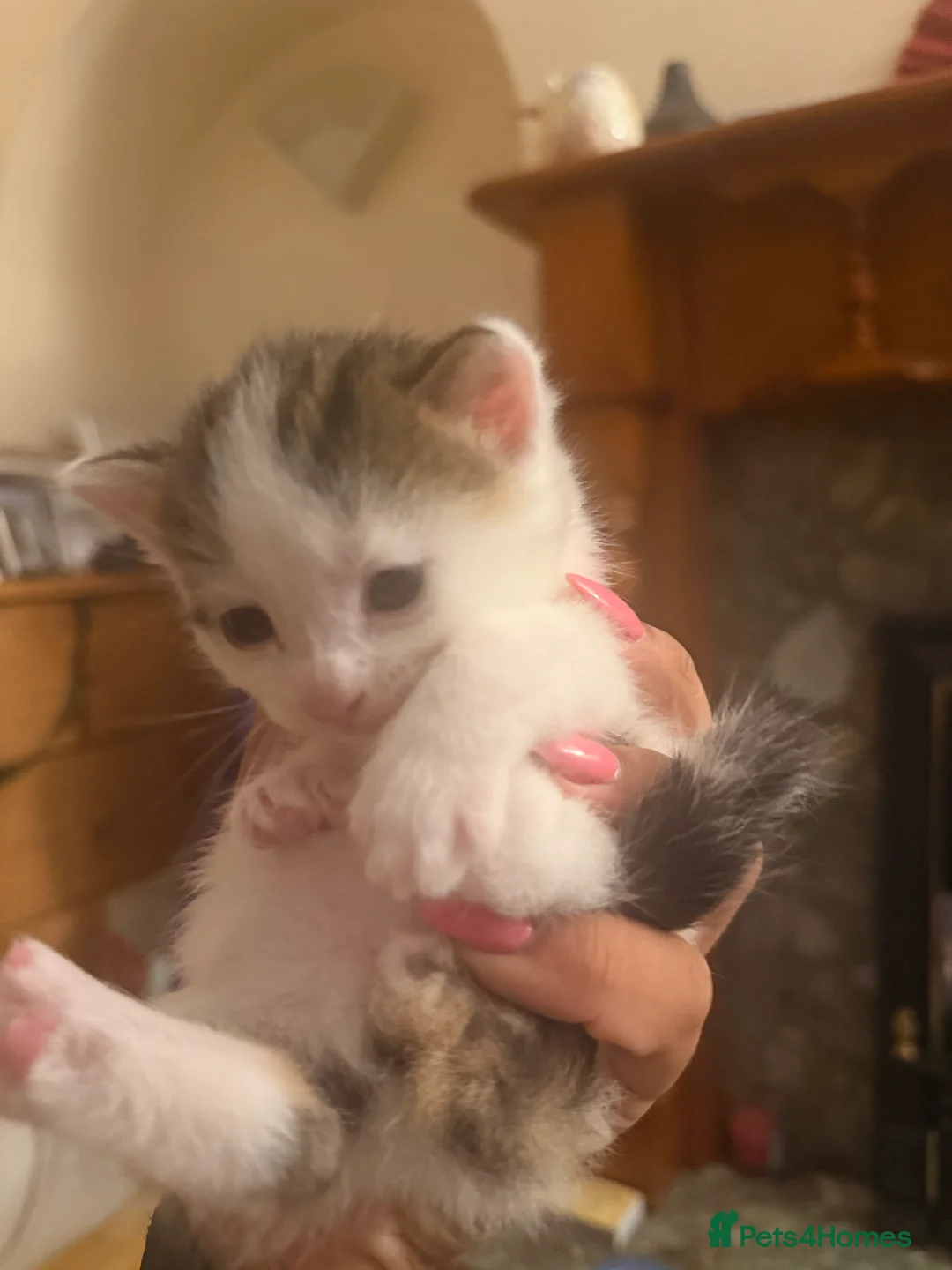 Mixed Breed cats for sale: Kittens  in West Bromwich - Advert 2