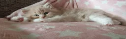 British Longhair cats for sale: Beautiful long haired kittens - Advert 11