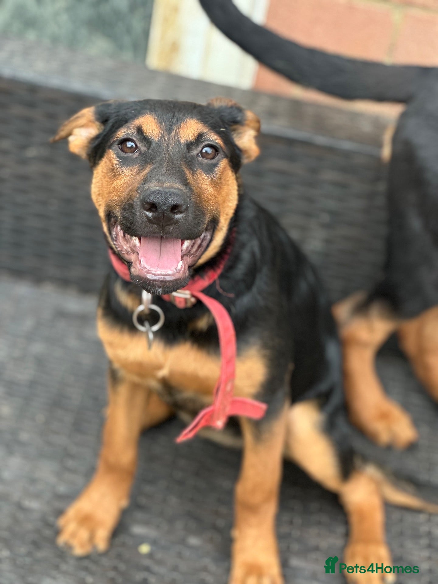 Mixed Breed dogs Shepwiller female dog  - Advert 9