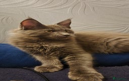 Maine Coon cats for sale: Maine Coon Glasgow AVAILABLE  - Image 30