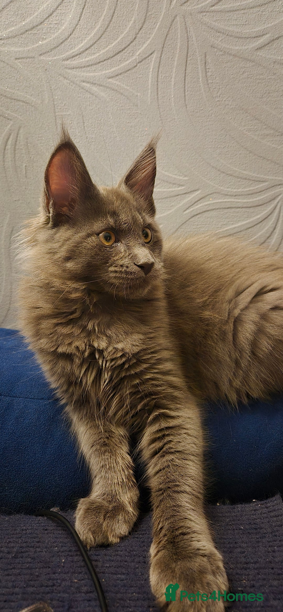 Maine Coon cats for sale: Maine Coon Glasgow AVAILABLE  - Image 30