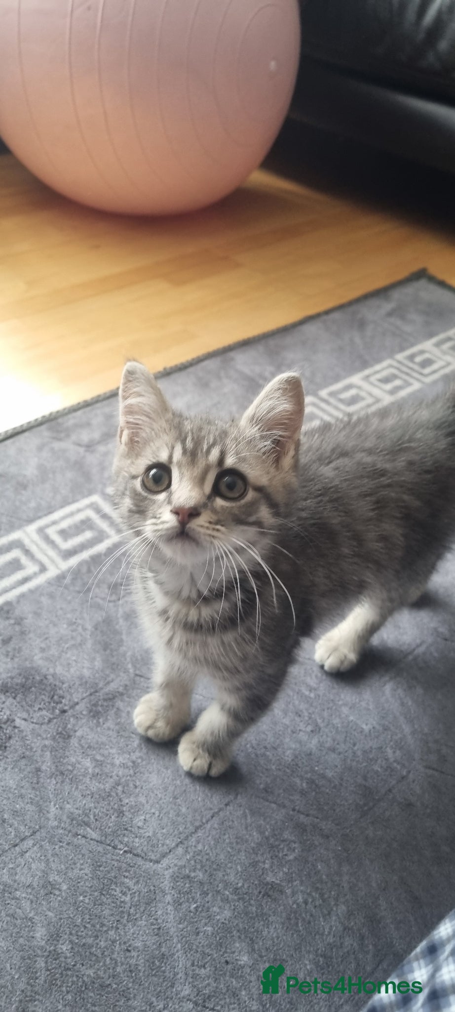 Mixed Breed cats 🐾 Grey Tabby Kitten – Ready for Loving Home 🐾 - Advert 1