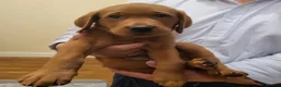 Labrador Retriever dogs for sale: KC Labrador Puppies 🧬 Sire Clear all 7 DNA Tests - Advert 9