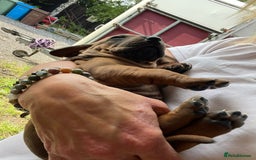 Rhodesian Ridgeback dogs for sale: Fabulous Rhodesian Ridgeback girls - Image 12
