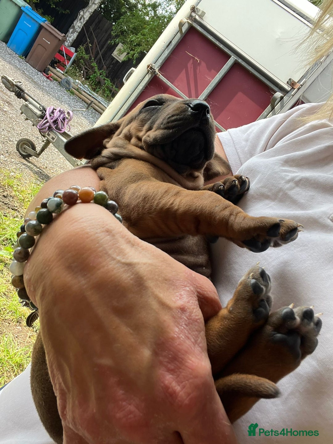 Rhodesian Ridgeback dogs for sale: Fabulous Rhodesian Ridgeback girls - Image 12
