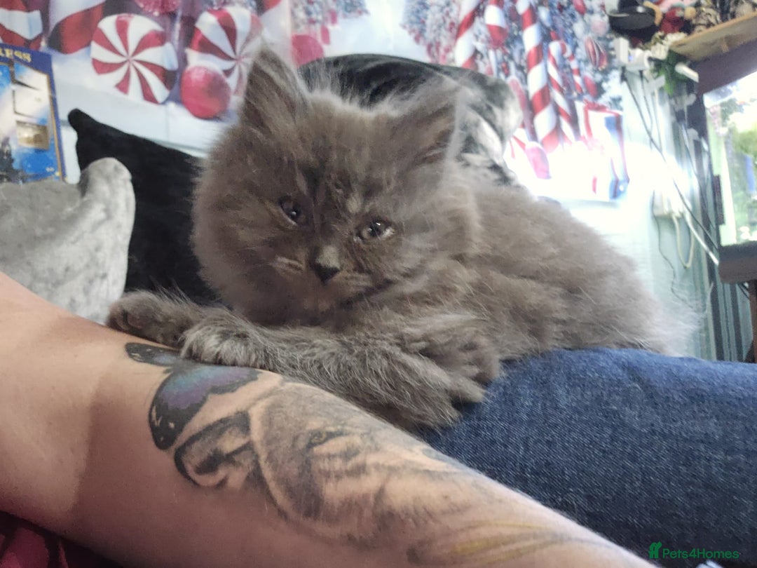 Persian cats for sale: 3 stunning Persian kittens ready now.  - Advert 40