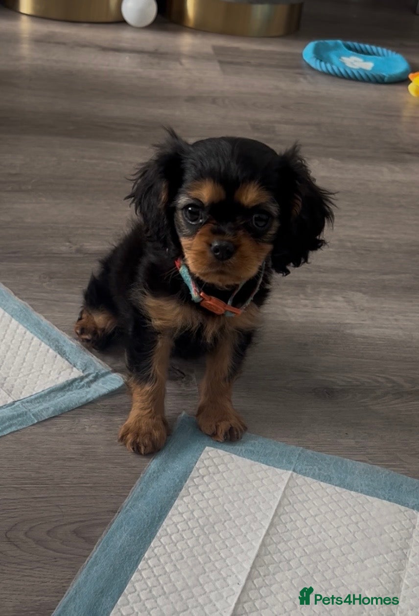 Cavalier King Charles Spaniel dogs Ready now beautiful Black and Tan girl  - Advert 6
