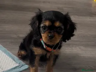 Cavalier King Charles Spaniel dogs Ready now beautiful Black and Tan girl - Advert 6