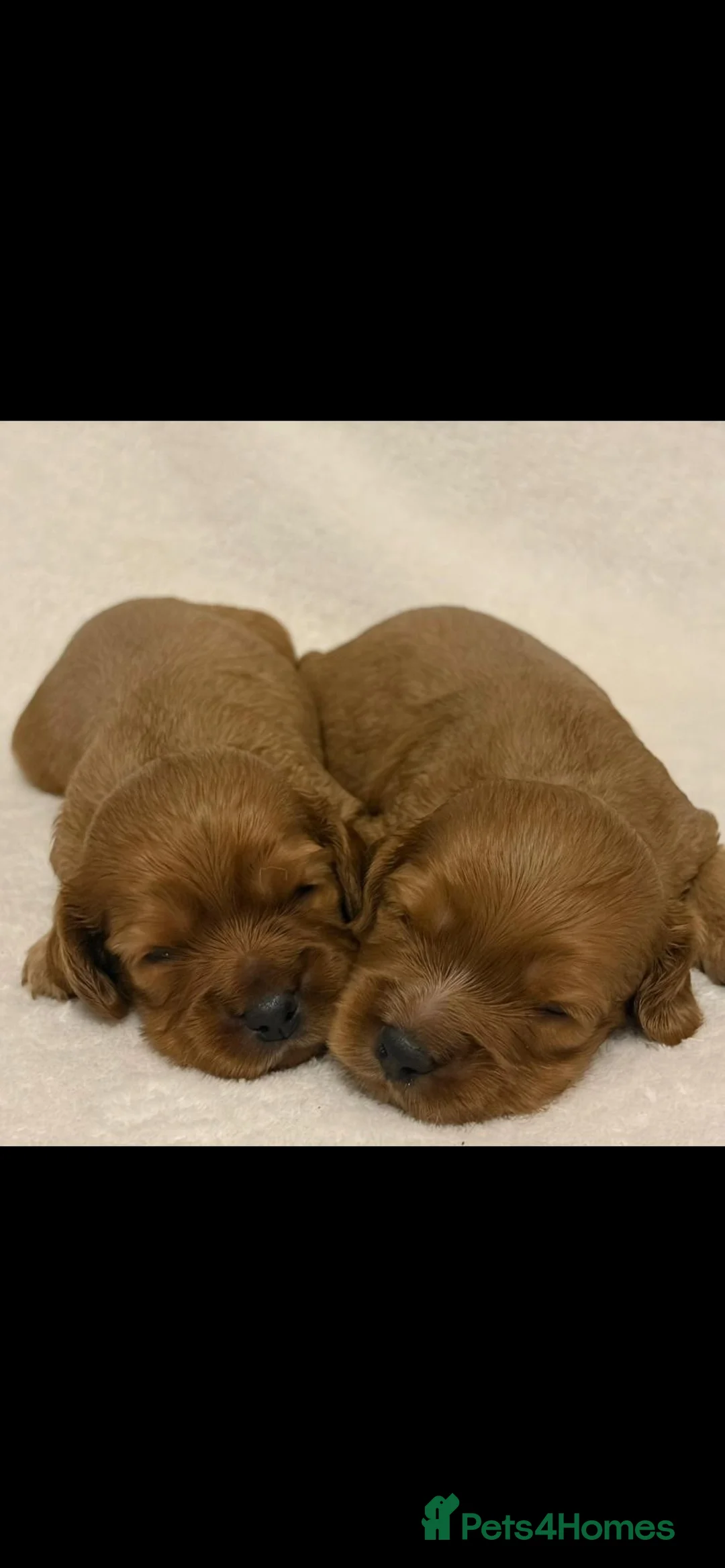 Cockalier dogs for sale: Superb Cockalier puppies - health tested parents - Advert 5