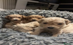 Cavachon dogs for sale: Super friendly, Litter trained Cavapoochon’s - Image 25