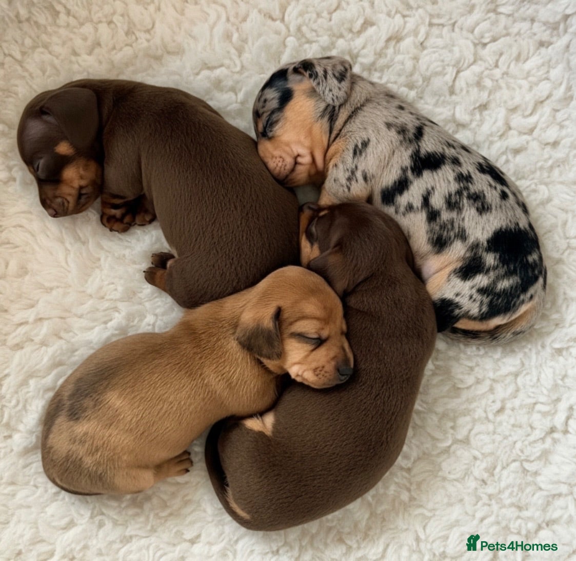 Miniature Dachshund dogs KC PRA Clear Champion Line Dapple Mini Dachshunds  - Advert 1