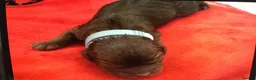 Cavalier King Charles Spaniel dogs for sale: Beautiful Cavalier King Charles Spaniel Puppies 🐶 - Advert 12