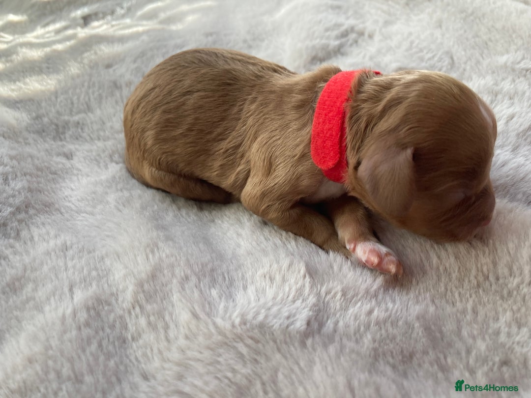 Mixed Breed dogs for sale: Cockapoo/Cavapoo Mix Puppies Available 10 Nov 25 - Image 10