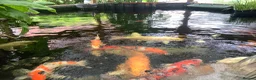 Koi Carp fish for sale: Pond clearance - Advert 28