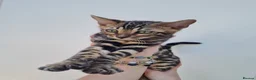 Bengal cats for sale: ❤️ Gorgeous Pure Bengal Babies! ❤️ - Advert 5