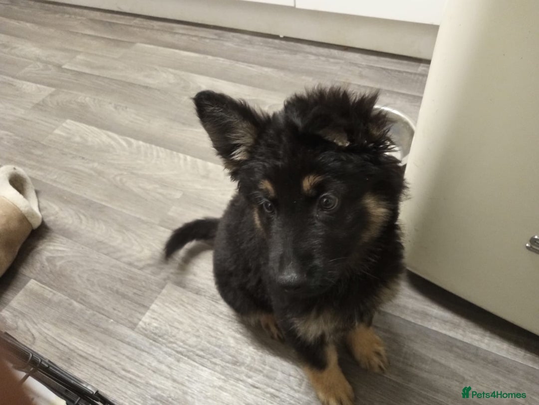 German Shepherd dogs for sale: 2 beautiful German shepherd puppies  - Image 5