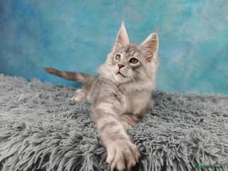 Maine Coon cats ACTIVE REGISTER BOY SHADED LINE - Advert 8