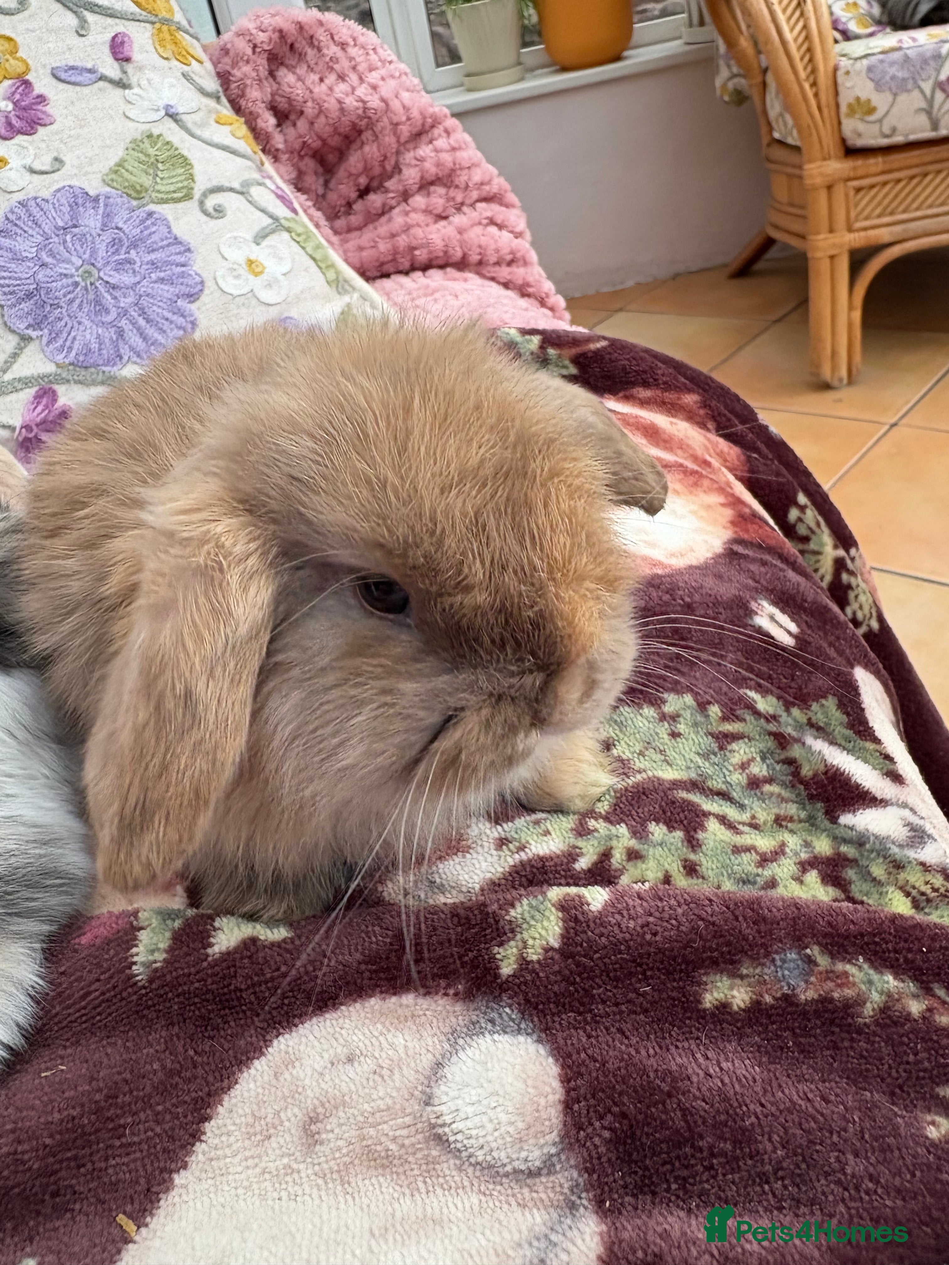 Mini Lop rabbits Raised indoors mini lop and lion lops/vaccinated   - Advert 11