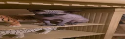 Sphynx cats for sale: Girl sphynx  in Wolverhampton - Advert 4