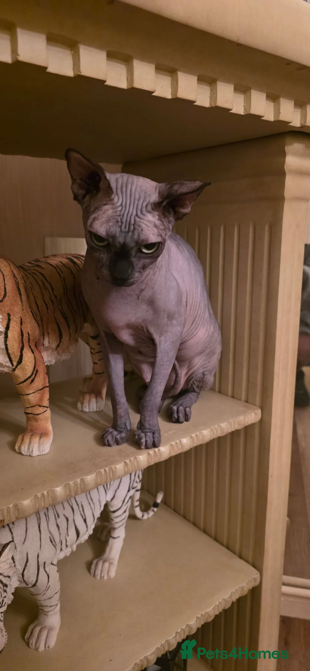 Sphynx cats for sale: Girl sphynx  in Wolverhampton - Advert 4