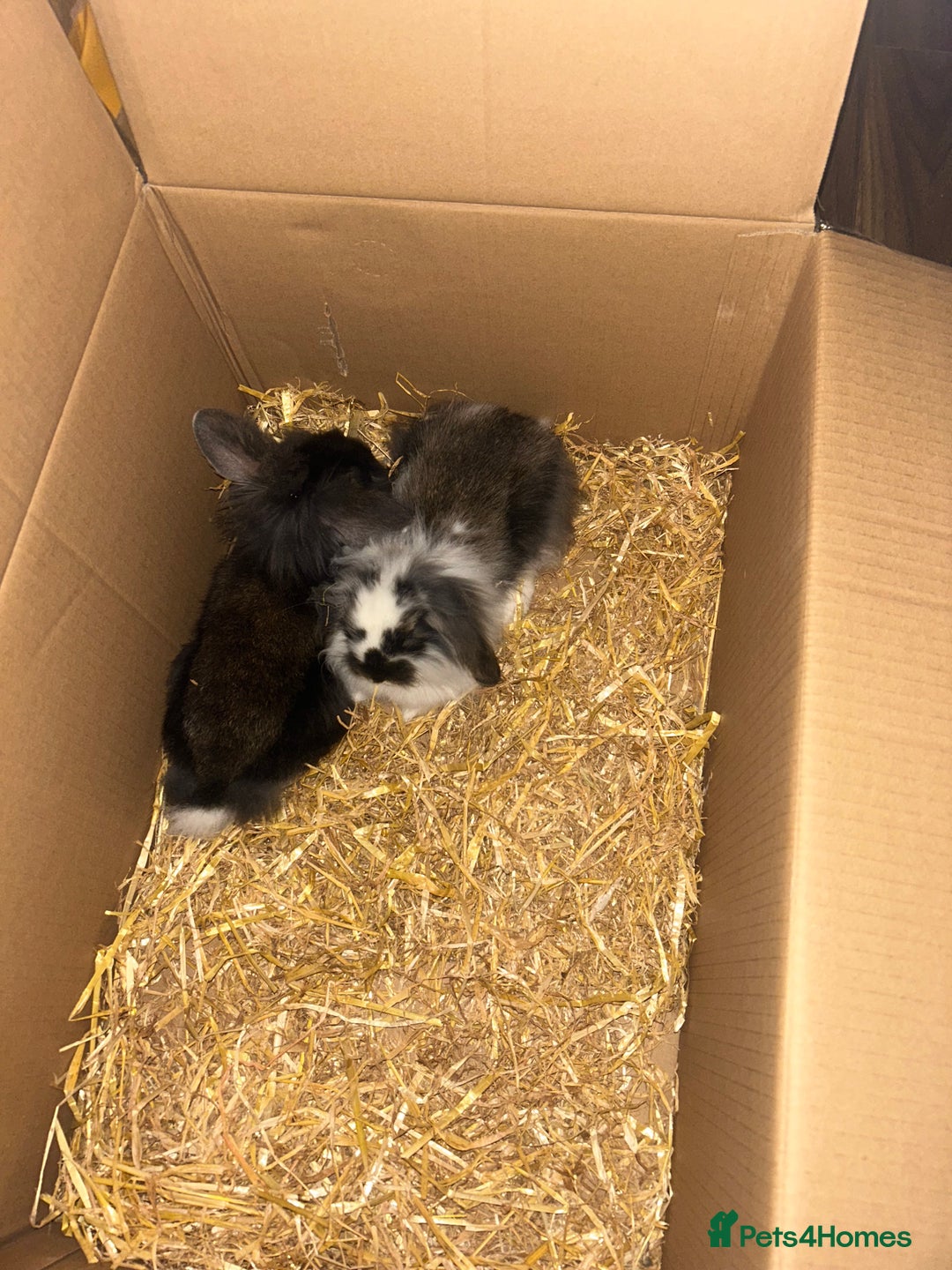 Lionhead rabbits for sale: 2 lionhead bunnies  - Image 1