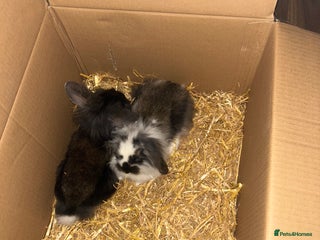 Lionhead rabbits - Advert 18