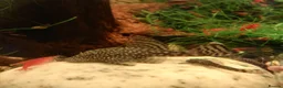 Plecos fish for sale: Bristlenose pleco - Advert 2