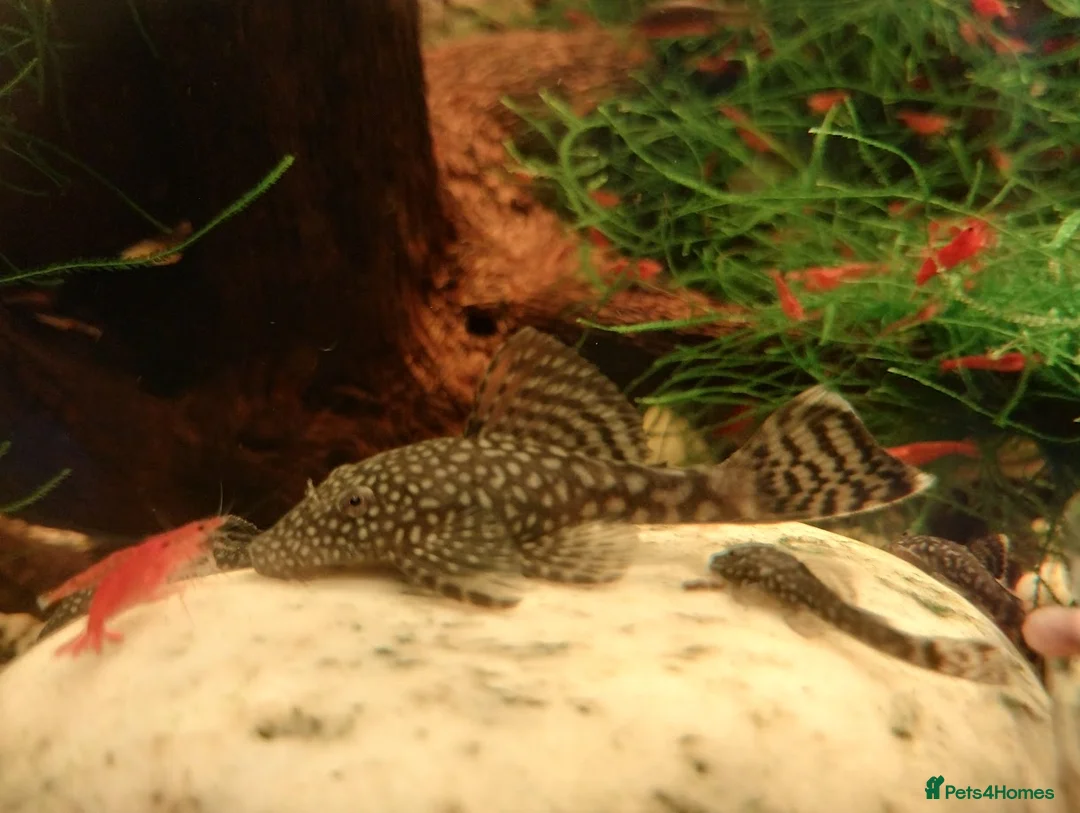 Plecos fish for sale: Bristlenose pleco - Advert 2