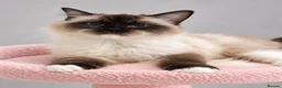 Ragdoll cats for sale: Stunning Seal Point/Mitted Ragdoll Female - Advert 4