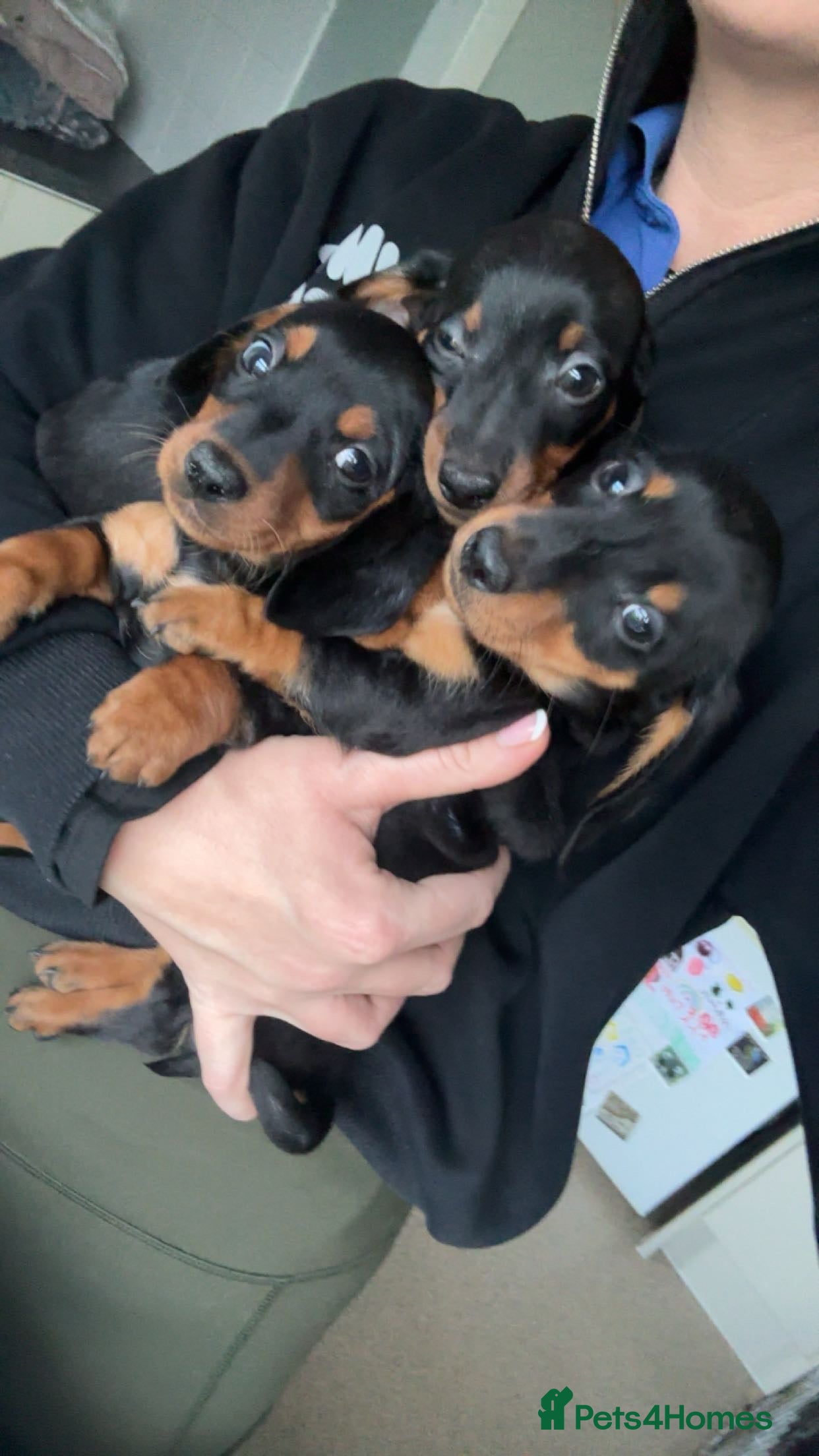 Miniature Dachshund dogs Miniature dachshund puppies - Advert 10