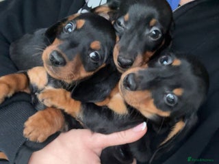Miniature Dachshund dogs Miniature dachshund puppies - Advert 16