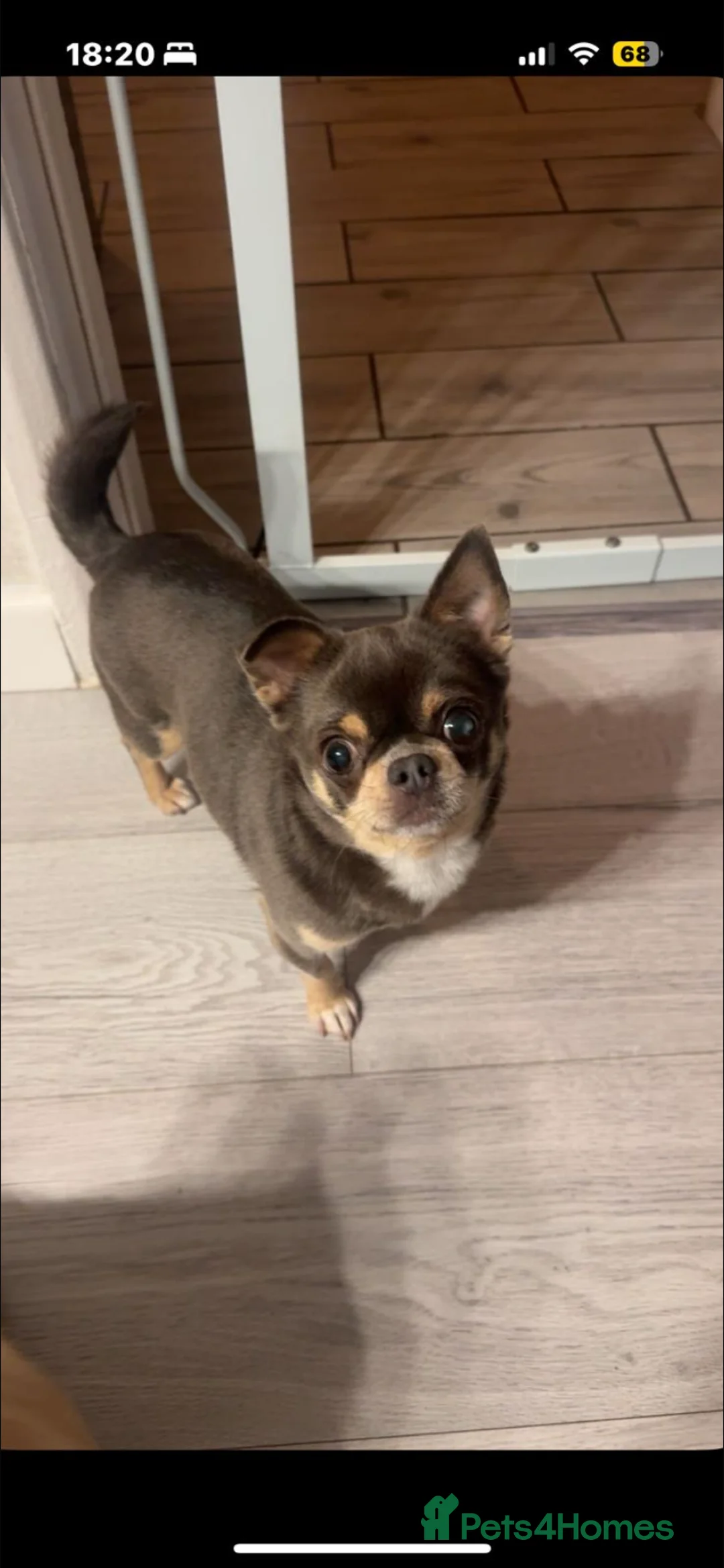 Chihuahua dogs for sale: Male chihuahua  - Advert 2