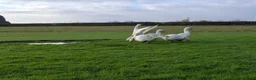 Geese poultry for sale: Premium Large-Strain Embden Breeding Stock in Thetford - Advert 6