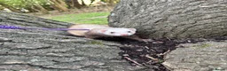 Ferret rodents for sale: One year old female Jill Sushi, for rehoming.  in Romford - Advert 2