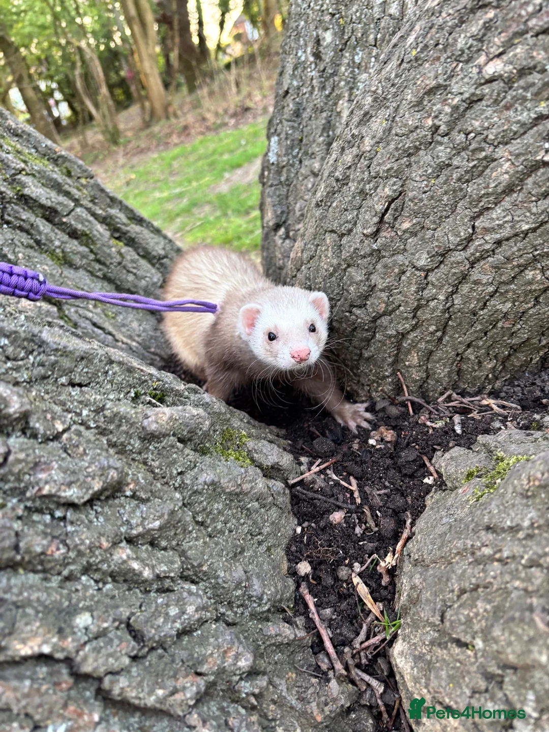 Ferret rodents for sale: One year old female Jill Sushi, for rehoming.  in Romford - Advert 2