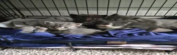 Mixed Breed cats for sale: 5 beautiful kittens  - Advert 1