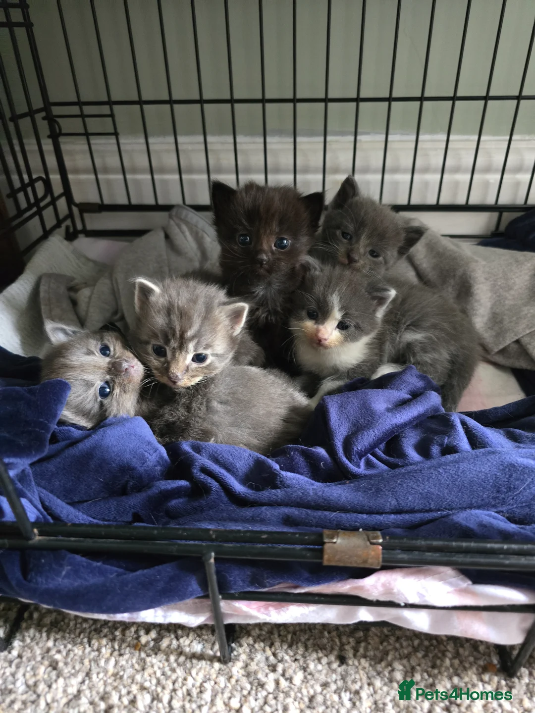 Mixed Breed cats for sale: 5 beautiful kittens  - Advert 1