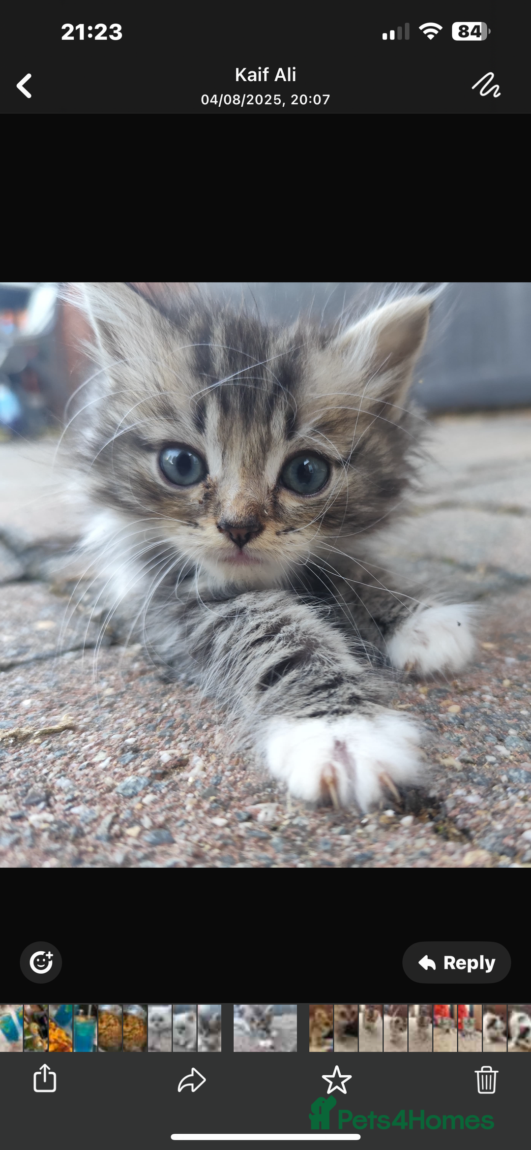 Ragdoll cats for sale: Persian ragdoll - Image 8