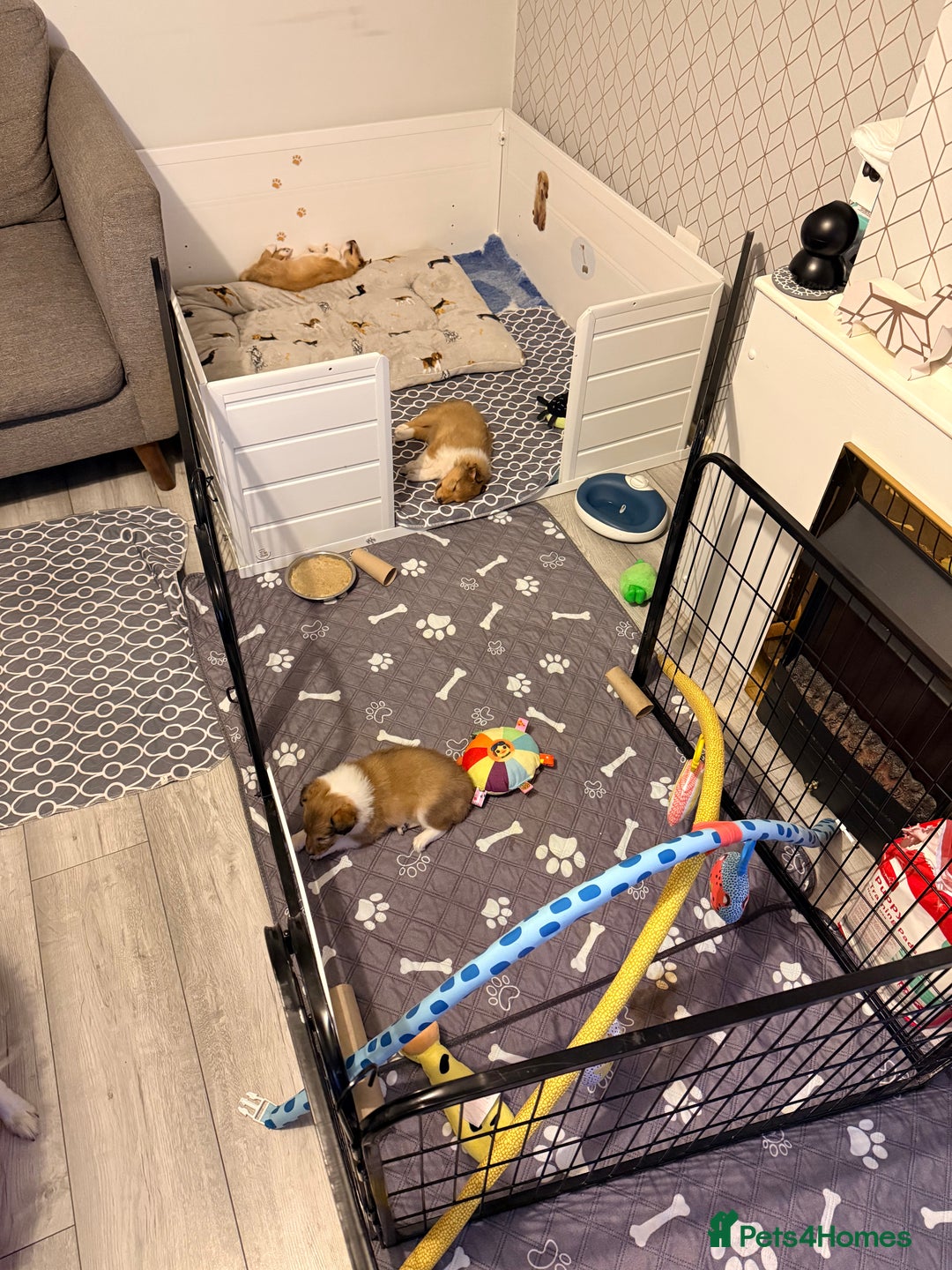 Shetland Sheepdog dogs for sale: Sable & white Male Shetland Sheepdog Puppy - Advert 5