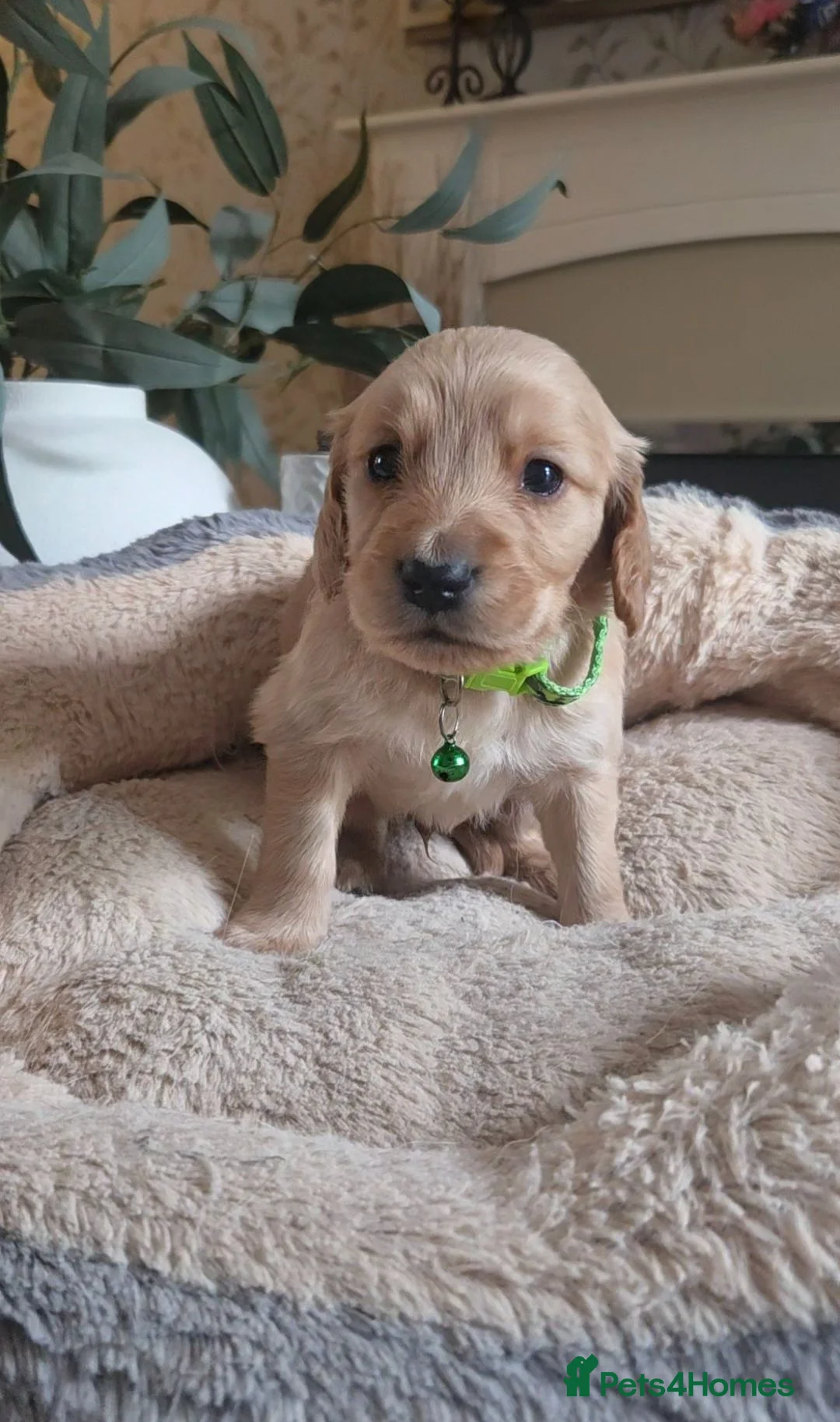 Mixed Breed dogs for sale: Golden Retriever X Cockapoo Puppies 🐾 - Advert 2