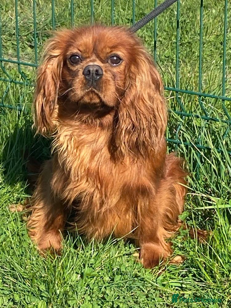 Cavalier King Charles Spaniel dogs Cavalier King Charles at stud in Sandwich - Advert 5