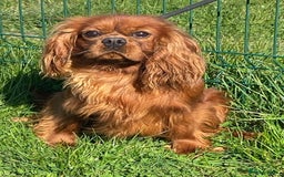 Cavalier King Charles Spaniel dogs for stud: Cavalier King Charles at stud in Sandwich - Image 1