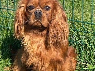Cavalier King Charles Spaniel dogs in Sandwich - Advert 2