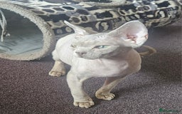 Devon Rex cats for sale: One Liliac boy available in Manchester - Image 1
