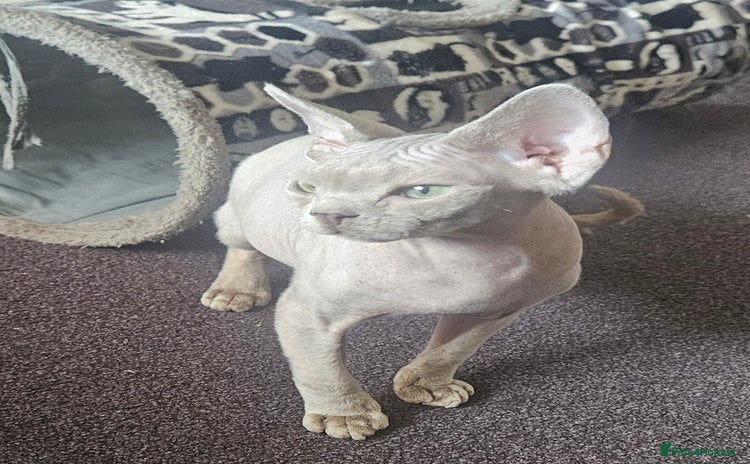 Devon Rex cats - Advert 4