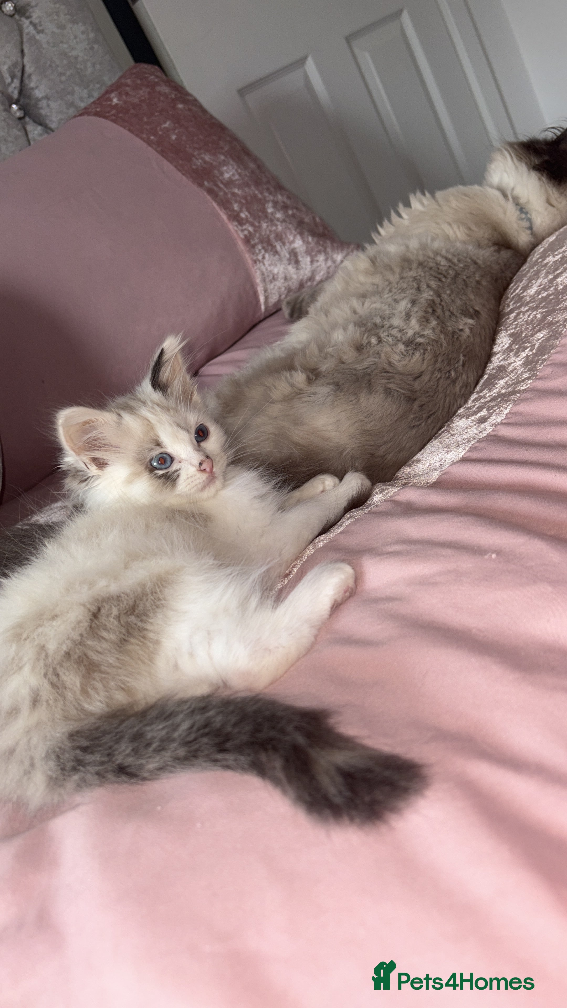 Ragdoll cats Rag doll kitten 🩷Dolly🩷 for sale  - Advert 1